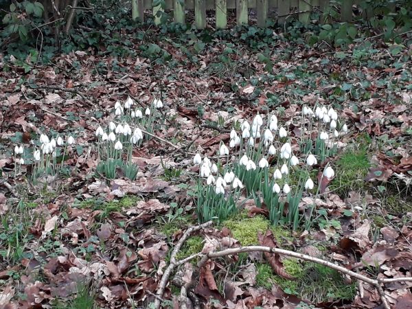 snow drops